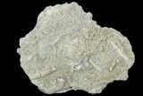 Fossil Crinoid (Rhodocrinites) Crown - Gilmore City, Iowa #102967-1
